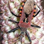 Hemiptera