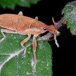 coleoptera