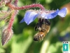 borago-bee
